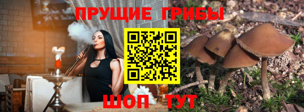 Ульяновск  Галлюциногенные грибы Psilocybine cubensis  Вход с VPN 