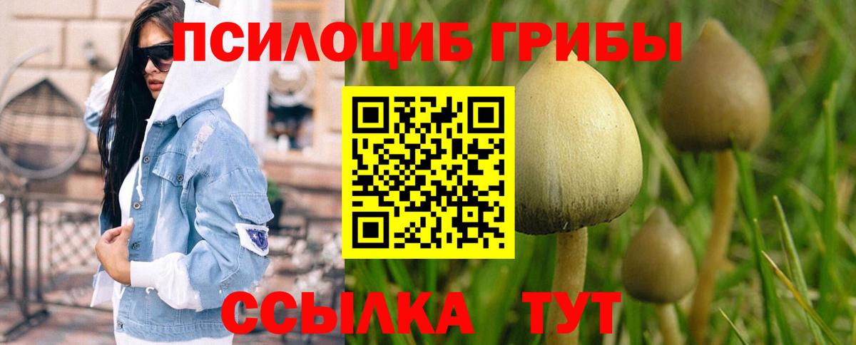 Псилоцибиновые грибы Psilocybe Ульяновск